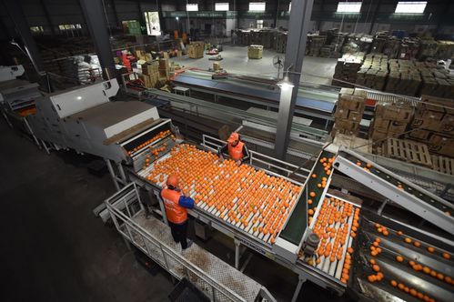 拼多多農產品上行報告 三區三州銷售額激增413%，初級農產品成電商助農新引擎