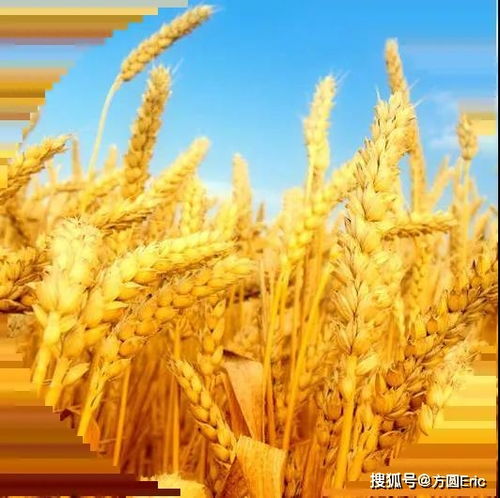 良好農業規范（GAP）與初級農產品 定義、核心與實踐意義